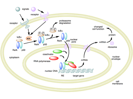 Mechanism of action of steroids in inflammation