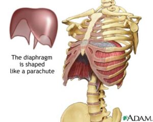 diaphragm