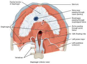 diaphragm holes
