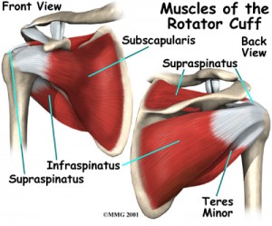 shoulder_rotator_cuff_anat02